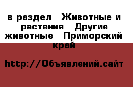  в раздел : Животные и растения » Другие животные . Приморский край